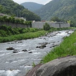 狩野川(狩野川漁業協同組合) 釣果