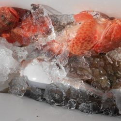 こうゆう丸 釣果