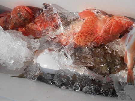 こうゆう丸 釣果