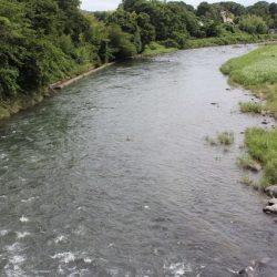 狩野川(狩野川漁業協同組合) 釣果