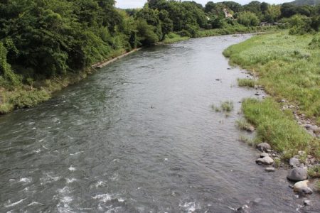 狩野川(狩野川漁業協同組合) 釣果