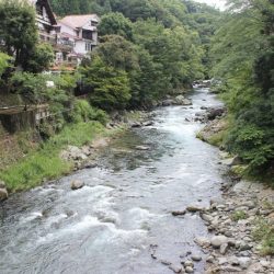 狩野川(狩野川漁業協同組合) 釣果