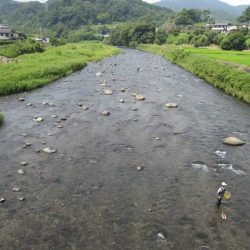 狩野川(狩野川漁業協同組合) 釣果