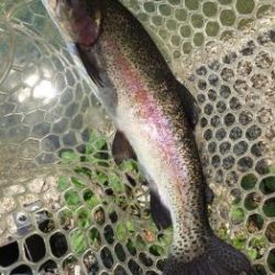 フィッシング サンクチュアリ 釣果