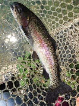 フィッシング サンクチュアリ 釣果