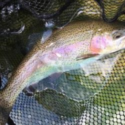 フィッシング サンクチュアリ 釣果