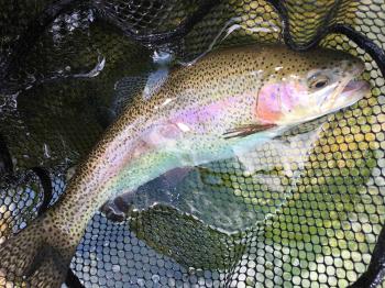 フィッシング サンクチュアリ 釣果