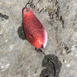 フィッシング サンクチュアリ 釣果