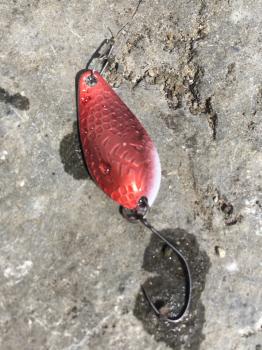 フィッシング サンクチュアリ 釣果