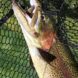 フィッシング サンクチュアリ 釣果