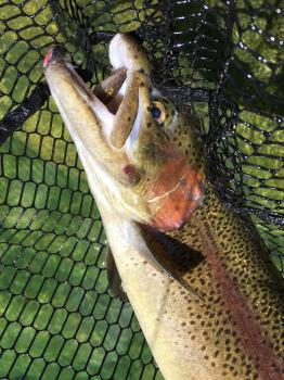 フィッシング サンクチュアリ 釣果