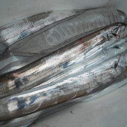 こうゆう丸 釣果