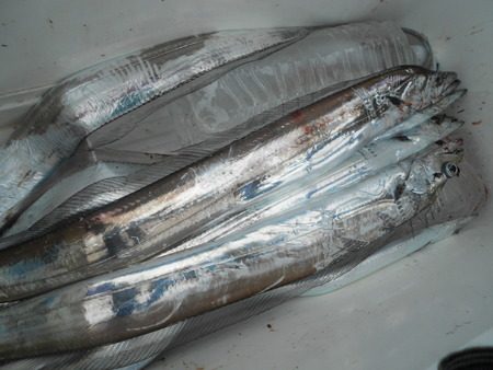 こうゆう丸 釣果