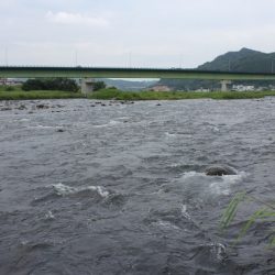 狩野川(狩野川漁業協同組合) 釣果