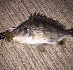 6月チニング釣行記　nadarチニングモニター投稿