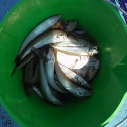 遊漁船 遊友 釣果