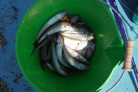 遊漁船 遊友 釣果