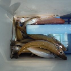 遊漁船 遊友 釣果