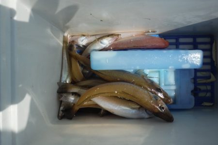 遊漁船 遊友 釣果