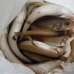 遊漁船 遊友 釣果