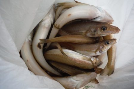 遊漁船 遊友 釣果