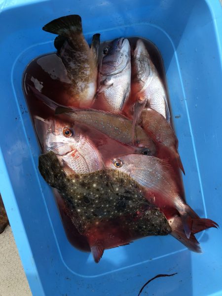 リトルワン 釣果