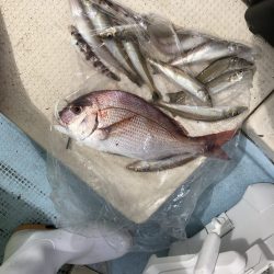 リトルワン 釣果