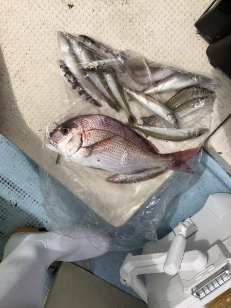 リトルワン 釣果