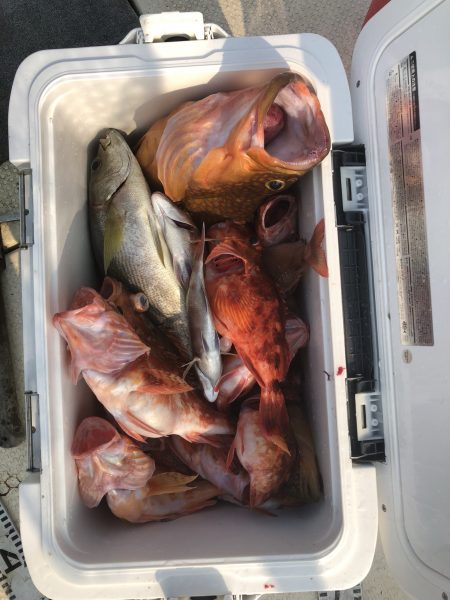 リトルワン 釣果