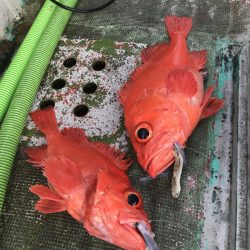たいし丸 釣果