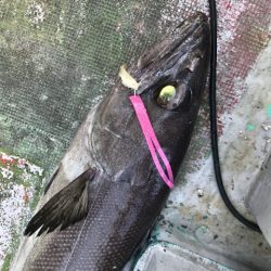 たいし丸 釣果