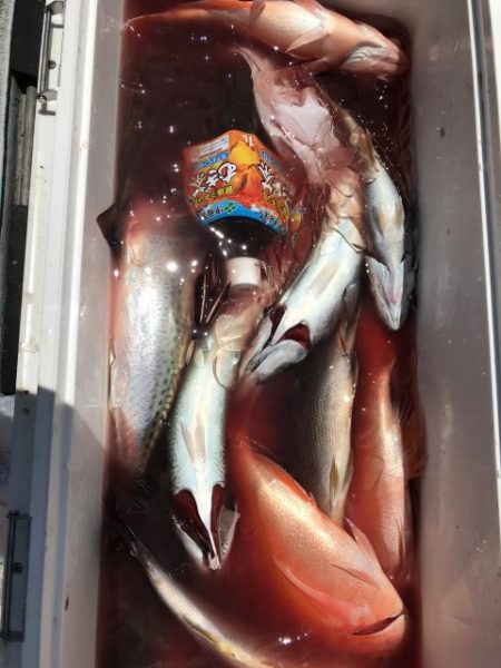 たいし丸 釣果