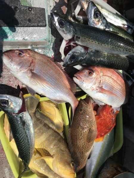 たいし丸 釣果