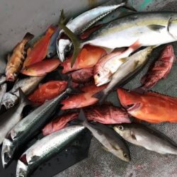 たいし丸 釣果