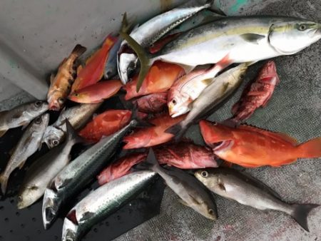 たいし丸 釣果