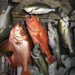 たいし丸 釣果