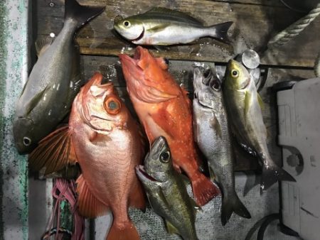 たいし丸 釣果