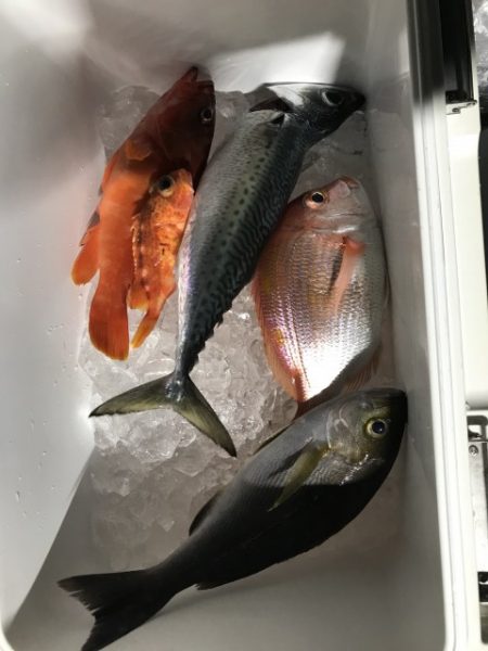 たいし丸 釣果