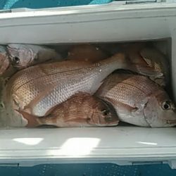 フィッシングガイド りょう 釣果