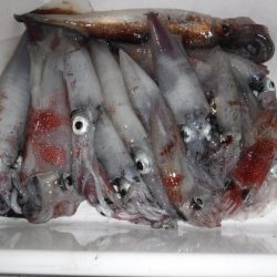 BlueNote Fishing Taxi 釣果