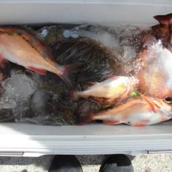 大進丸(新潟) 釣果