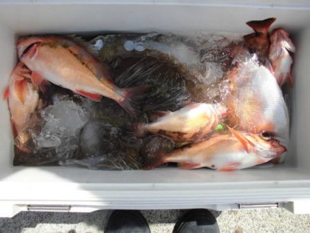 大進丸(新潟) 釣果