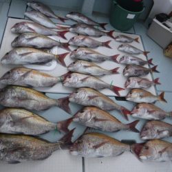 遊漁船 幸友丸 釣果