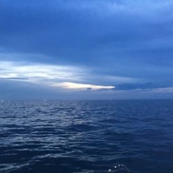 シーモンキー 釣果