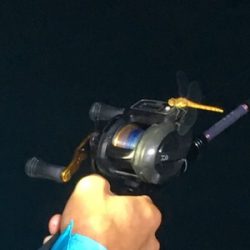 シーモンキー 釣果