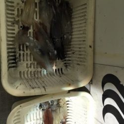 シーモンキー 釣果