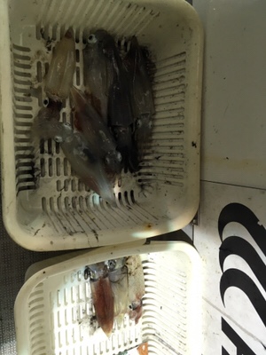 シーモンキー 釣果