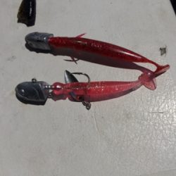 シーモンキー 釣果