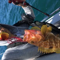 シーモンキー 釣果