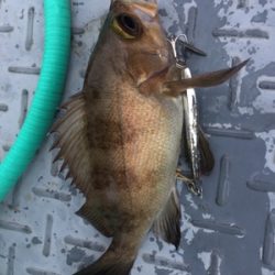 シーモンキー 釣果